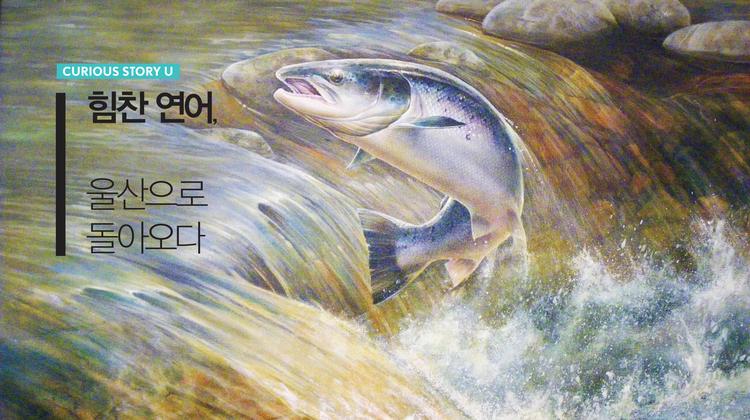 힘찬 연어, 울산으로 돌아오다