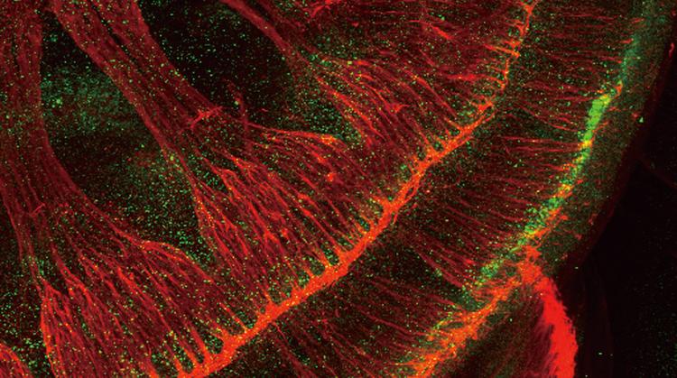 광학현미경으로 들여다본 작은 우주