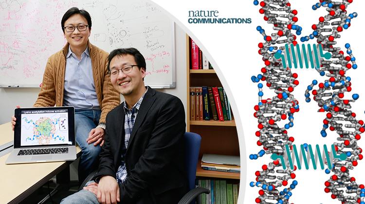 물리의 눈으로 DNA 서열인식 비밀 밝혔다
