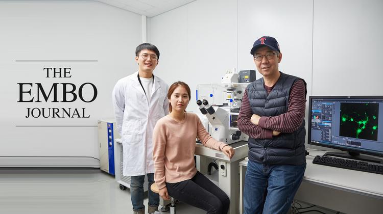 뇌세포 발달 조절단백질, '코필린' 생성원리 밝혔다