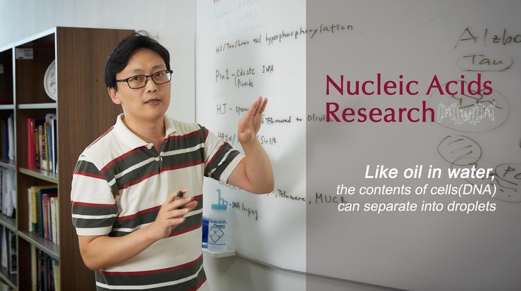 “세포핵 속 DNA가 물과 기름처럼 분리된다구요?”