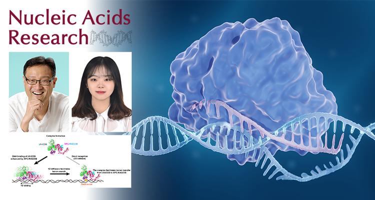 햇빛이 DNA에 남긴 ‘상처’, 두 단백질이 협력해 찾아낸다!