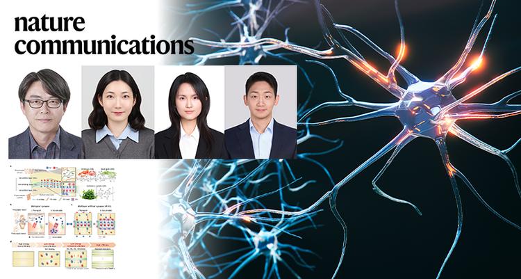 게 껍질, 콩 추출물로 만든 인공 시냅스, 사람 시냅스보다 에너지 덜 쓴다!