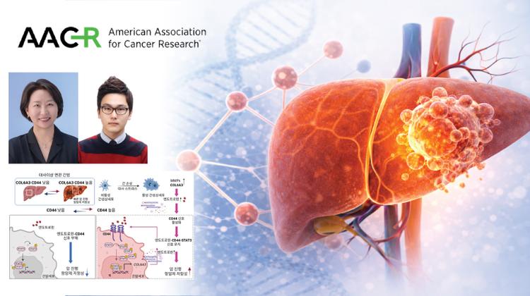 비만 동반 간암의 공격성·항암제 내성 일으키는‘연결 고리’발견 !