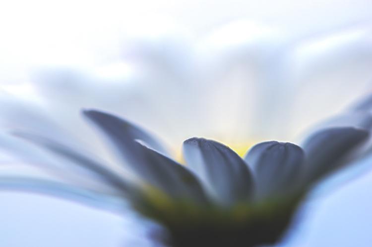 [박종화가 들려주는 게놈이야기 (5)] 영원히 학문연구를 하기위한 인생전략